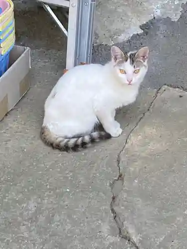 浄瑠璃寺の動物
