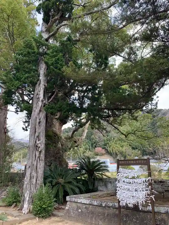 川津来宮神社の自然