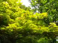 浄光明寺の自然