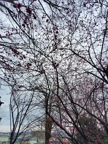 (下館)羽黒神社の自然