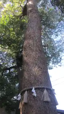 金ヶ作熊野神社(千葉県)