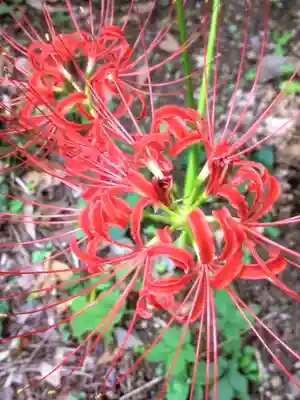 田端神社(東京都)
