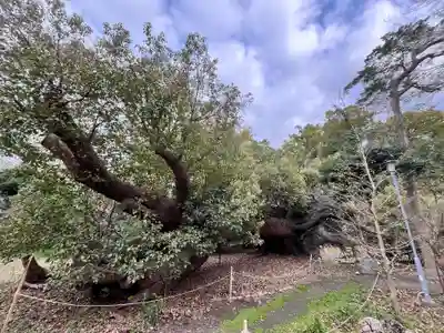 泉穴師神社(大阪府)