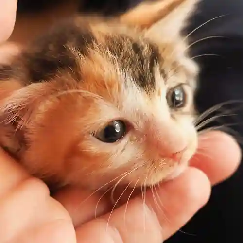 天王山 安楽寺(福井県)
