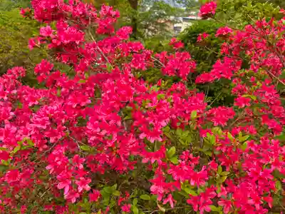 愛宕神社の自然