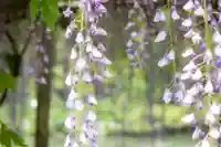 出雲大社の自然