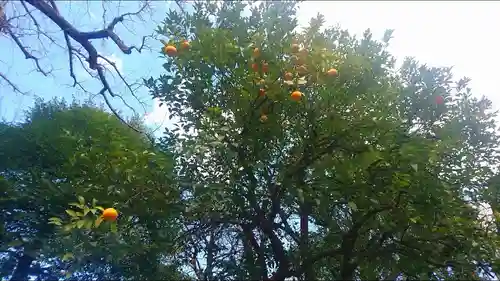 七社神社の自然