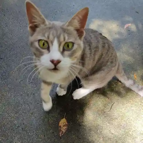 玉野御嶽神社の動物