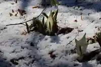 鹿島大神宮の自然