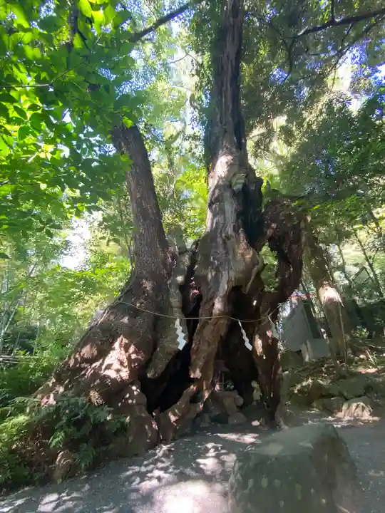 來宮神社(静岡県)