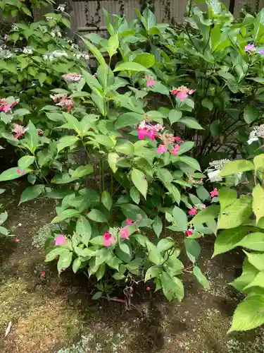 長壽寺（長寿寺）の自然