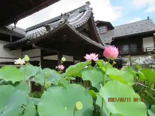 善導寺の庭園