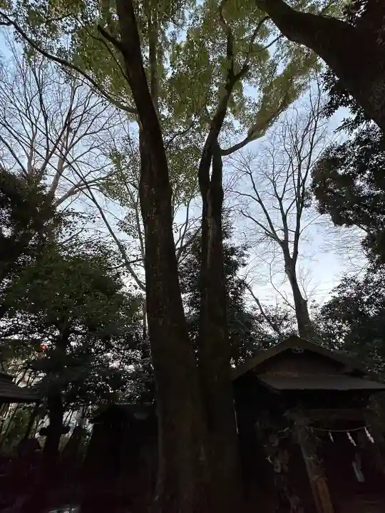 川越氷川神社(埼玉県)