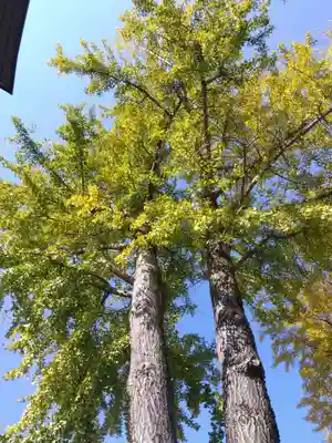 杉杜白髭神社(福井県)