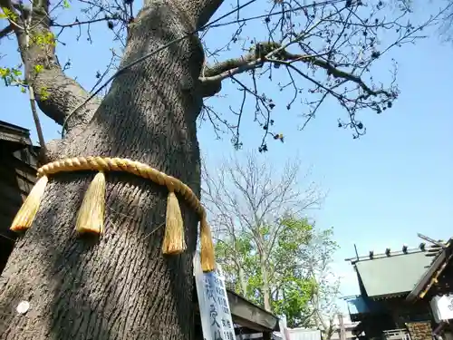 札幌諏訪神社の自然