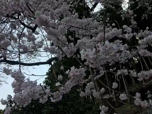 大渕寺の自然