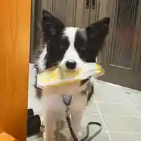 大國魂神社の動物