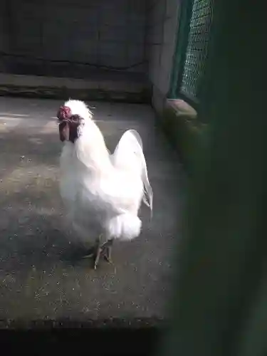 阿智神社の動物