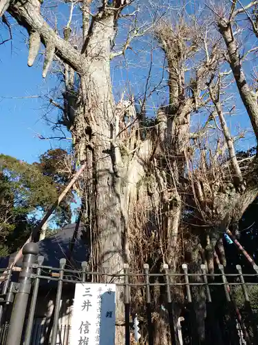 村山浅間神社(静岡県)