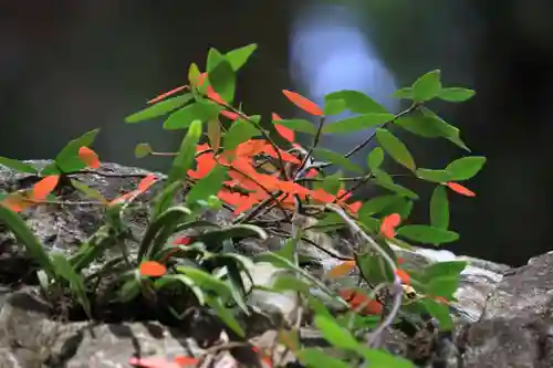 鹿島大神宮の自然