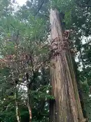 赤城神社の自然