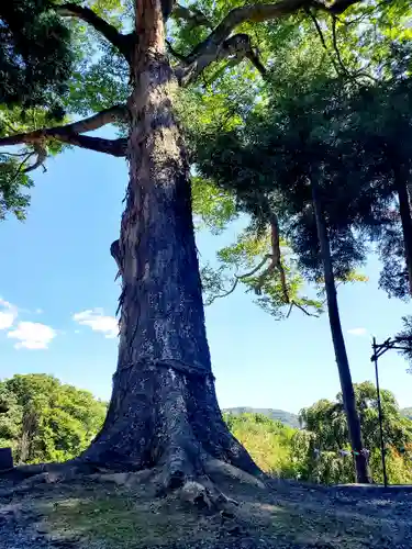 阿久津「田村神社」（郡山市阿久津町）旧社名：伊豆箱根三嶋三社の自然