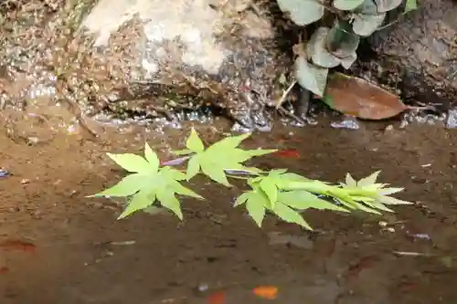 深大寺の{uncategorized: "未分類", other: "その他", undefined: "問題あり", building: "その他建物", grave: "お墓", sacred_gate: "鳥居", guardian: "狛犬", statue: "像", buddha: "仏像", history: "歴史", nature: "自然", garden: "庭園", animal: "動物", pagoda: "塔", temizu: "手水舎", mountain_gate: "山門・神門", sanctuary: "本殿・本堂", subordinate: "末社・摂社", art: "芸術", scenery: "景色", jizo: "地蔵", ema: "絵馬", goshuin: "御朱印", omikuji: "おみくじ", items: "授与品その他", amulet: "お守り", goshuincho: "御朱印帳", eats: "食事", festival: "お祭り", votive_dance: "神楽", shichigosan: "七五三参", wedding: "結婚式", experience: "体験その他", initially: "初詣", around: "周辺", anti_infection: "感染症対策"}