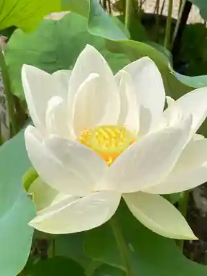 法金剛院の自然