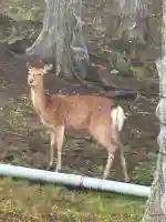 三峯神社(埼玉県)