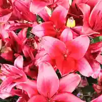 彌彦神社 (伊夜日子神社)(北海道)