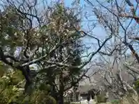 極楽寺(霊鷲山感應院極楽律寺)の自然