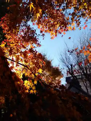 宝勝山　南藏院   蓮光寺の庭園