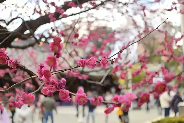 大國魂神社(東京都)