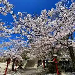 賀茂別雷神社の自然