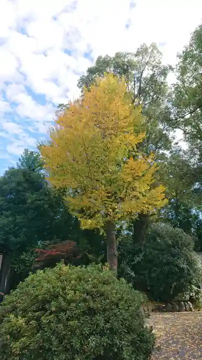 阿佐ヶ谷神明宮の自然