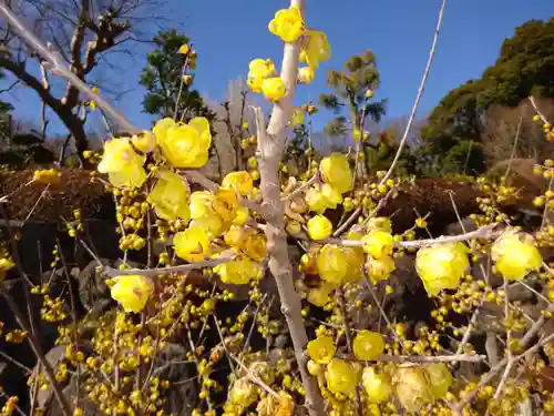 横浜　西方寺の自然
