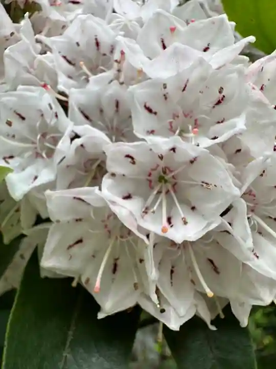 布多天神社(東京都)