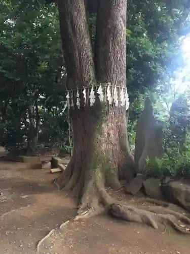 代々木八幡宮の自然