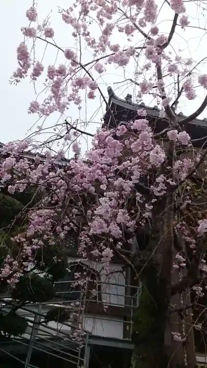 法蓮寺(東京都)