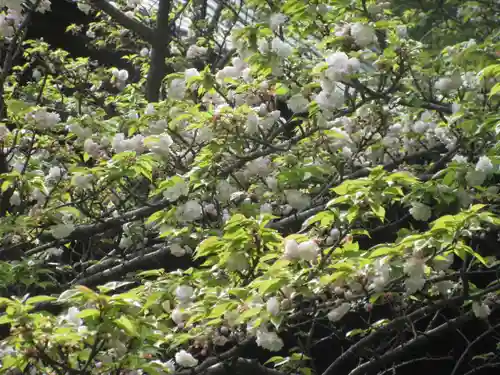 安國論寺（安国論寺）の自然