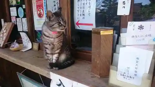 梅宮大社の動物
