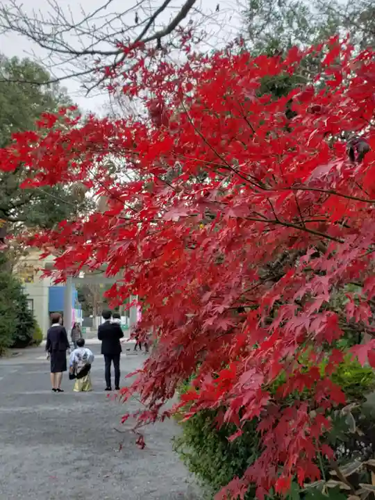 阿佐ヶ谷神明宮(東京都)