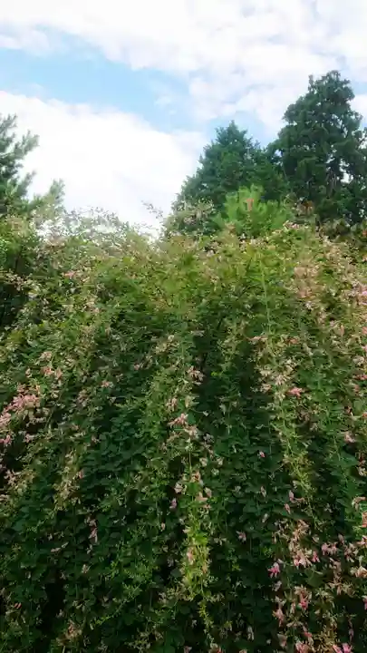 圓光禅寺(円光寺)の自然