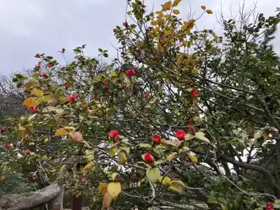 妙光寺(新潟県)