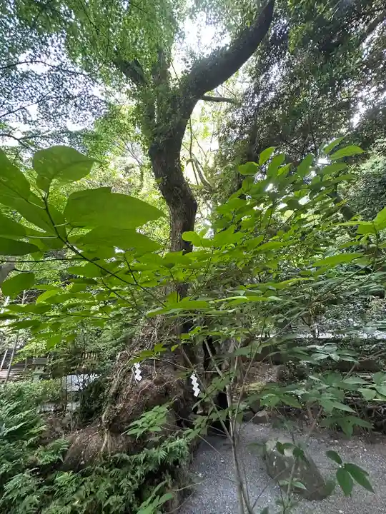 來宮神社(静岡県)