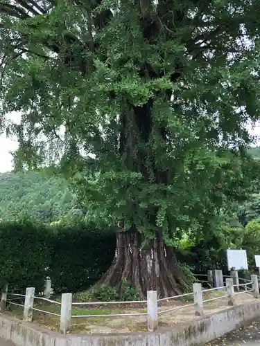 美奈宜神社の自然