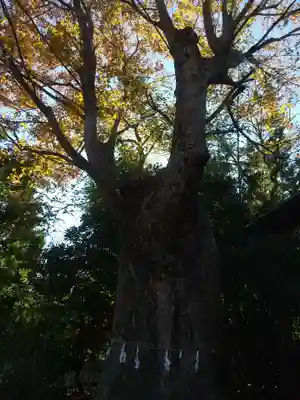 神明社(埼玉県)