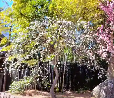妙法寺(東京都)
