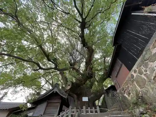 楠稲荷神社の自然