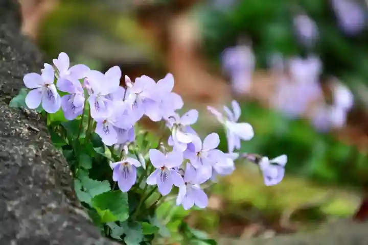 愛宕神社の自然